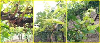 Infestation of rust on grape vines | द्राक्ष वेलींवर खोडकिडीचा प्रादुर्भाव