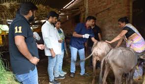 Vaccination of Nandgaon animals | नांदगावी जनावरांना लसीकरण