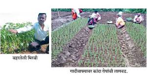  Baglan planting onion plantations | भाव कोसळूनही बागलाणला कांदा लागवड जोमात