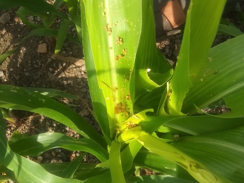 Outbreak of military larvae on maize in Hinganvedhe area | हिंगणवेढे परिसरात मक्यावर लष्करी अळीचा प्रादुर्भाव