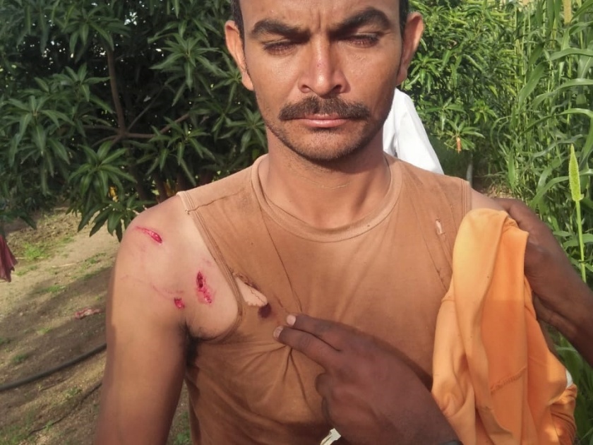 Farmer injured in leopard attack at Meshi | मेशी येथे बिबट्याच्या हल्ल्यात शेतकरी जखमी