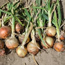 Onion will also cry next year due to premature rains | अवकाळी पावसामुळे कांदा पुढच्या वर्षीही रडवणार