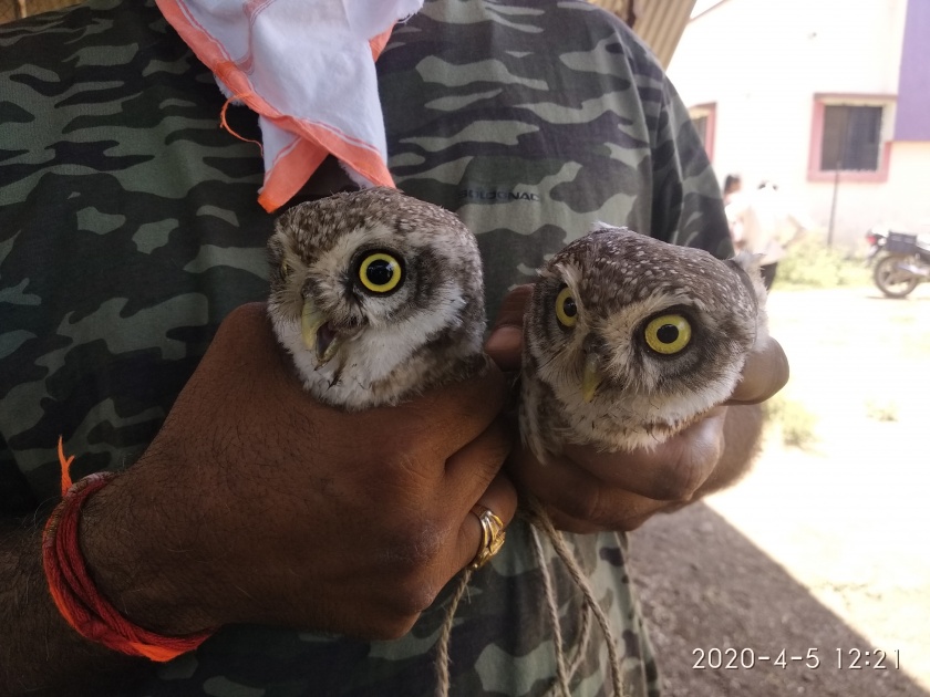  Life for owls trapped in a pipe | पाईपात अडकलेल्या घुबडांना जीवदान