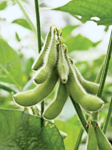 Parbhani: MAUS of soybean varieties at the University of Agriculture | परभणी : कृषी विद्यापीठाचे एमएयुएस ७१ सोयाबीन वाण नापास