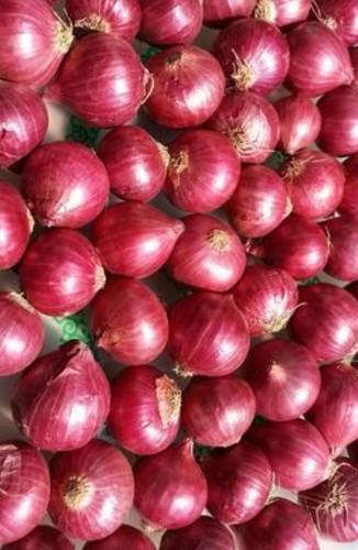 Shortage,of, onion, seeds, in, the, district; Rates, increased | जिल्ह्यात कांदा बियाण्याचा तुटवडा; दर वाढले