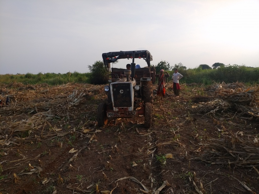 Acceleration of maize sowing in Rajapur area | राजापूर परिसरात मका सोंगणीला वेग