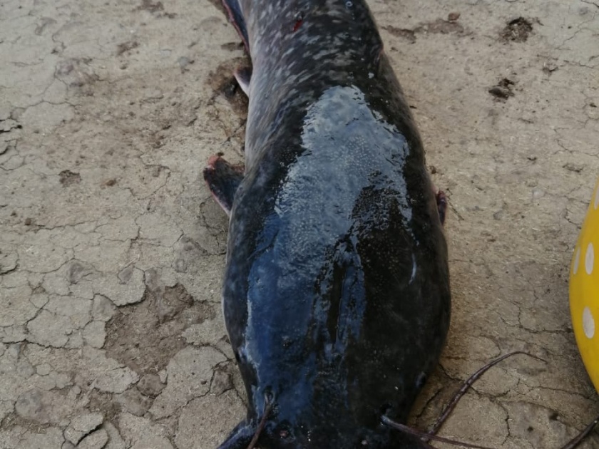 Poisonous mangur fish in four lakes in Shirala | शिराळ्यातील चार तलावांत विषारी मांगूर मासे, लहान मुले, प्राण्यांनाही खातो