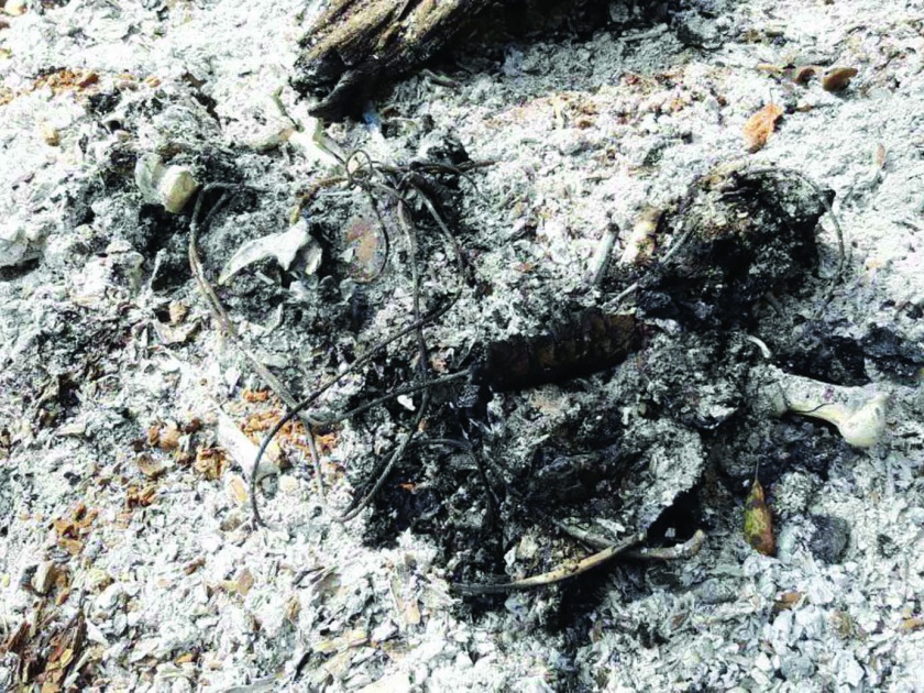 Sindhudurg: Leopard burns, incidents in Dodamarg taluka, seized claws and nails trafficked | सिंधुदुर्ग : बिबट्याची केली जाळून हत्या, दोडामार्ग तालुक्यातील घटना : पंजे छाटून नखांची तस्करी