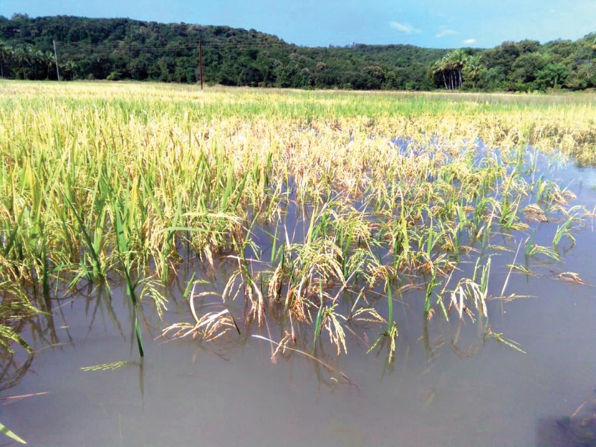 Five thousand hectares of paddy, drainage losses | पाच हजार हेक्टरवरील भात, नाचणीचे नुकसान