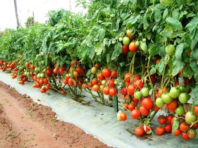 In Waghal, farmers uprooted tomato crop | वाघाळेत शेतकर्‍यांने टमाटे पिक फेकले उपटून 