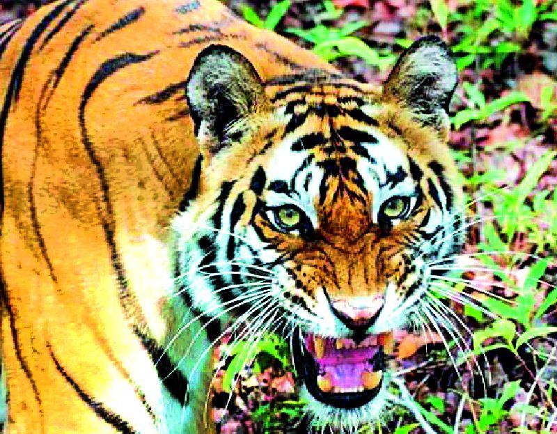 Fear of Argh tiger with Hinganghat | हिंगणघाटसह आर्वीत वाघाची भीती