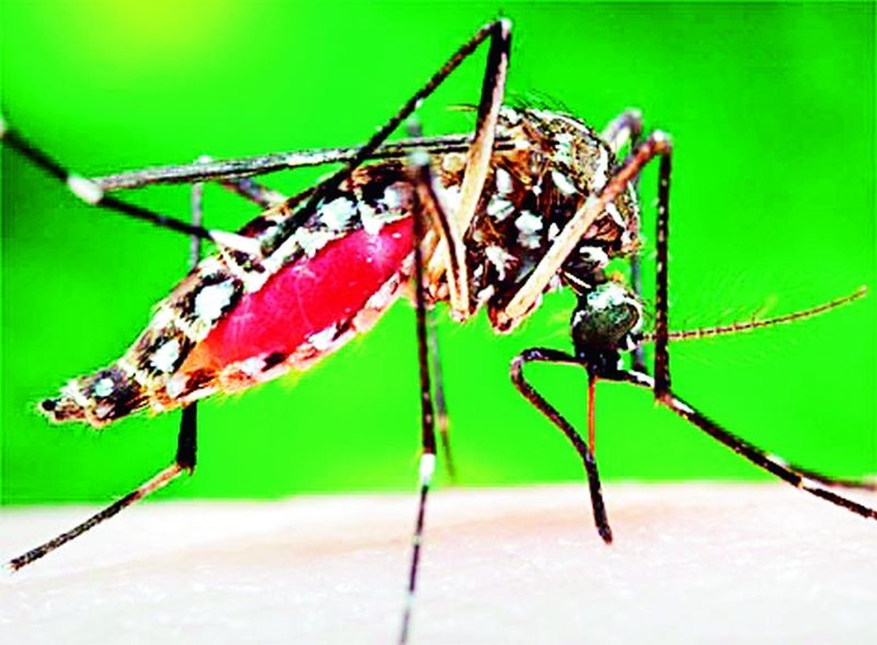 99 dengue positive detected in ten months in Koranaina | कोराेनायनातील दहा महिन्यांत सापडले 99 डेंग्यू पॉझिटिव्ह