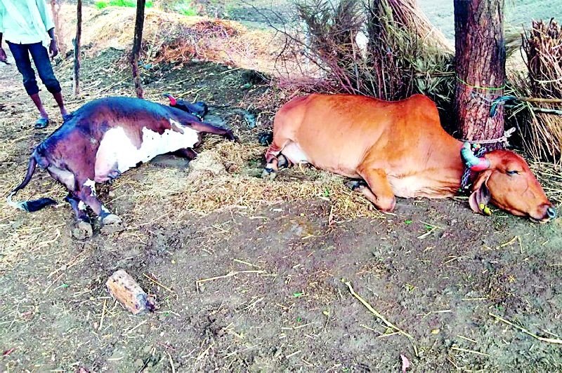 Two milky animals were burnt down due to electricity | वीज पडून दोन दुधाळू जनावरे दगावली
