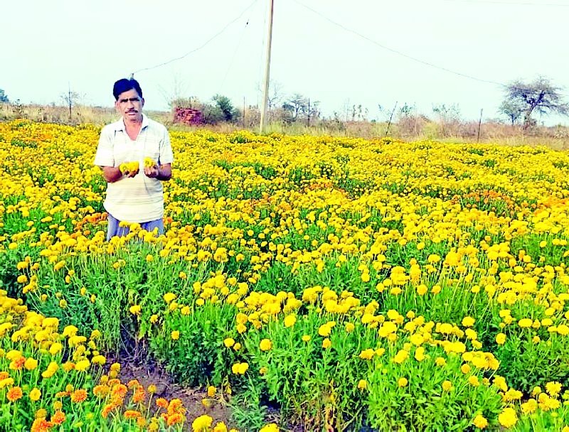 'Corona' hit on flower farming in Taluka | तालुक्यातील फुल शेतीला ‘कोरोना’चा फटका