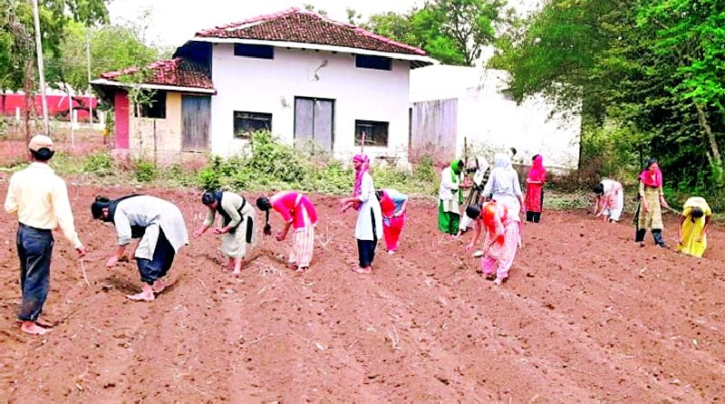 Anand Niketan's teachers planted in the field | आनंद निकेतनच्या शिक्षकांनी केली शेतात पेरणी