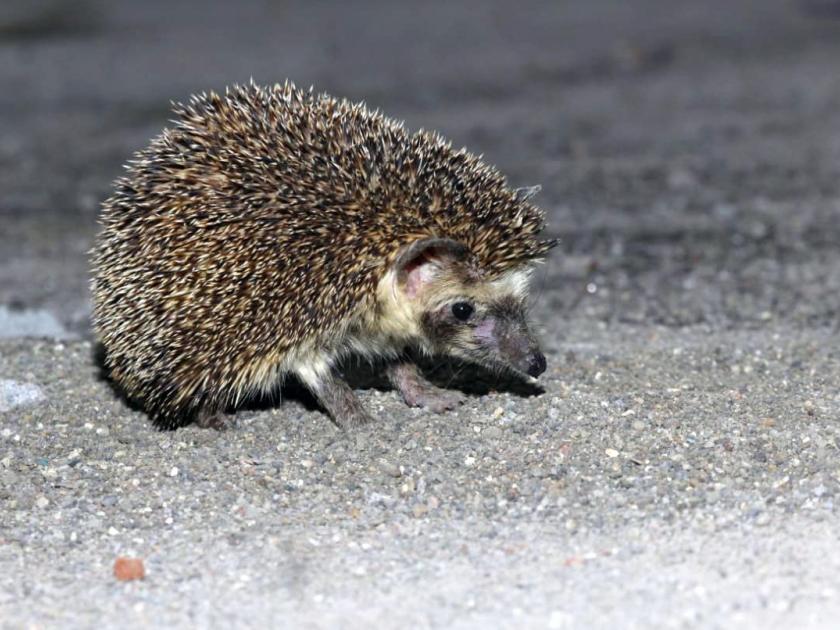 For the second time in the state, a ‘hedgehog’ -like wildlife has been found | राज्यात दुसऱ्यांदा आढळला साळींदरसारखा दिसणारा ‘हेजहॉग’ वन्यजीव