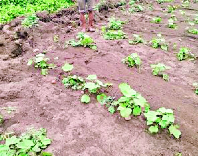 Heavy rains eroded farmland | धुवाधार पावसाने शेतजमिनी खरडल्या