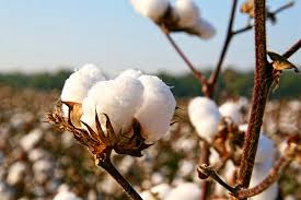 Council of cotton growers on December 7 in Yavatmal | यवतमाळात ७ डिसेंबरला कापूस उत्पादकांची परिषद; शेतकऱ्यांवरील अस्मानी व सुलतानी संकटांवर काढणार तोडगा