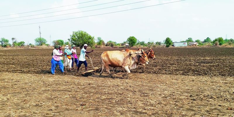 31.66 percent sowing has been done in Nagpur district | नागपूर जिल्ह्यातील ३१.६६ टक्के पेरण्या आटोपल्या