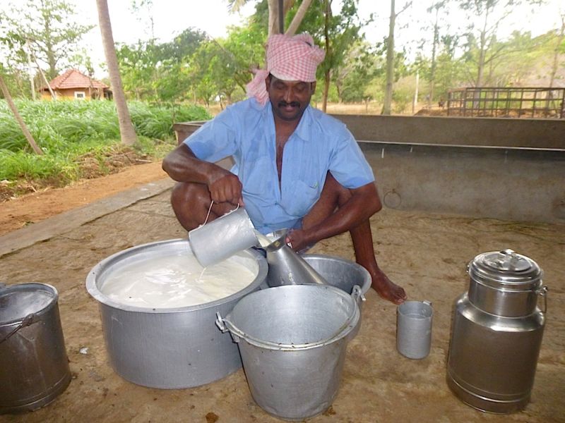 Troubles in rural milk producers by the terms of the protin | प्रोटिनच्या अटीने ग्रामीण दूध उत्पादक अडचणीत