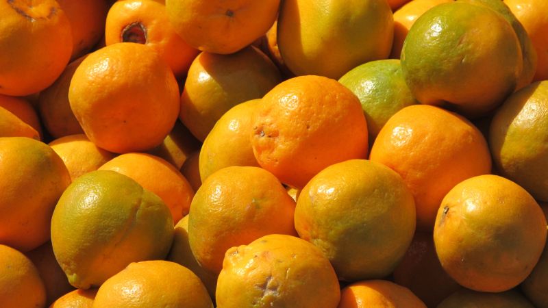 Spanish experts give Vidarbha orange growers lessons | स्पेनच्या विशेषज्ञांनी दिले विदर्भातील संत्रा उत्पादकांना धडे