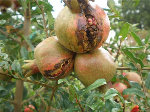 Farmers Havelandil in Sangli area, due to pomegranate, have suffered heavy casualties | डाळिंब कुजू लागल्याने शेतकऱ्यांना मोठा फटका, सांगली परिसरातील शेतकरी हवालदिल