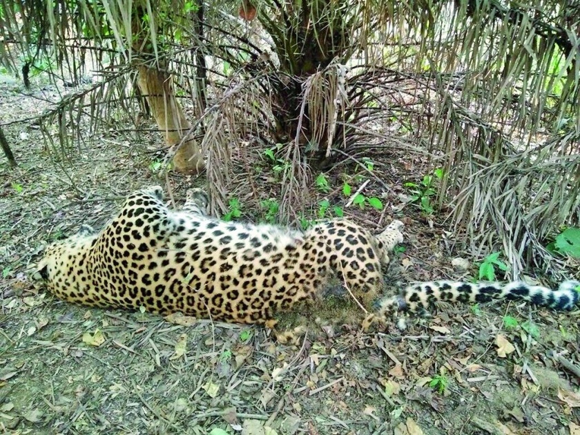 Leopard found dead in the forest area of ​​Saoner near Nagpur | नागपूरनजिक सावनेरच्या वनक्षेत्रात मृतावस्थेत आढळला बिबट्या