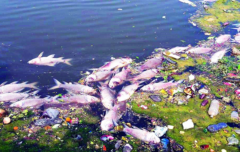 Thousands of fish die in Mirajet mine | मिरजेत खणीत हजारो मासे मृत्युमुखी