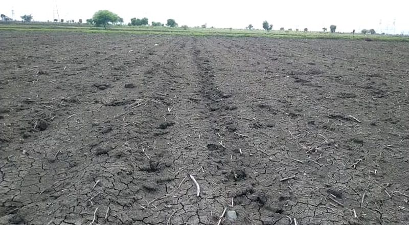 Double sowing on two thousand hectares in Buldana district | बुलडाणा जिल्ह्यात दोन हजार हेक्टरवर दुबार पेरणी