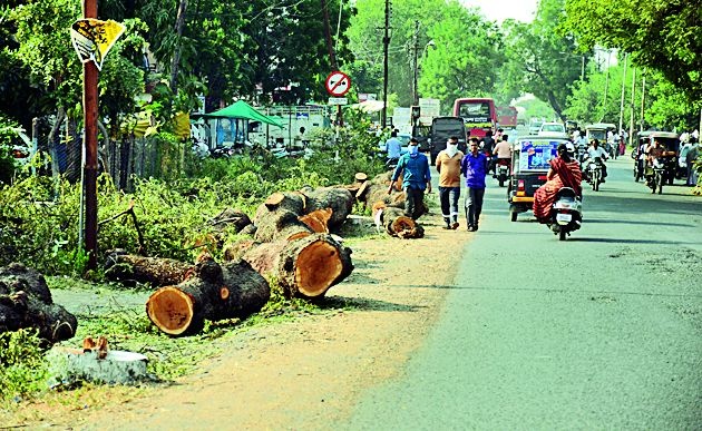 Lock the broken tree on the road to obstruct the traffic | तोडलेले वृक्ष रस्त्यावर टाकल्याने वाहतुकीस अडथळा