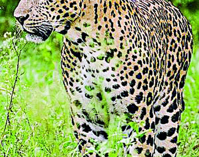 Leopard in the Baghapur area | बागापूर परिसरात बिबट्याचा वावर