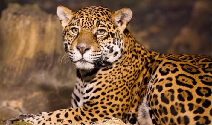 Ambabogai area leopard pact? | अंबाजोगाई परिसरात बिबट्या मुक्कामी ?