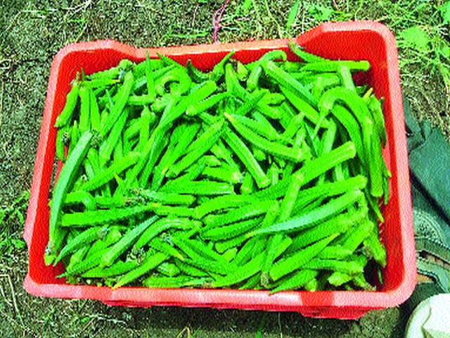 Cultivation of vegetables is beneficial to farmers | भाजीपाला लागवड ठरली शेतकऱ्यांना फायदेशीर