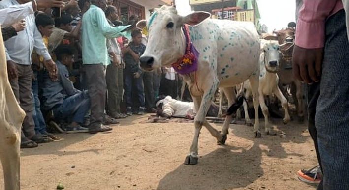 Two hundred cows ran over the body of 'that' cowherd; Unique Diwali tradition in Bhandara district | 'त्या' गुराख्याच्या अंगावरून धावत गेल्या तब्बल दोनशे गायी; भंडारा जिल्ह्यातील अनोखी दिवाळी परंपरा