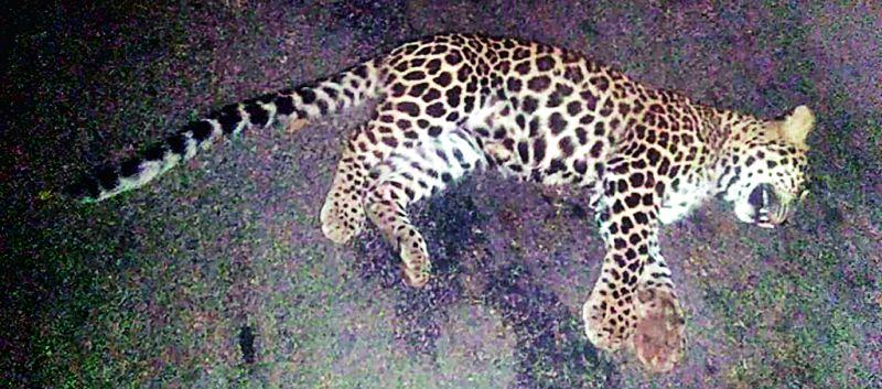 Leopard calf killed in vehicle collision | वाहनाच्या धडकेत बिबटाचा बछडा ठार