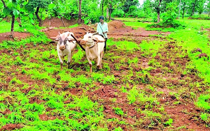 Heavy rains in the district saved the life of paddy crop | जिल्ह्यात दमदार पावसाने भात पिकाला जीवदान