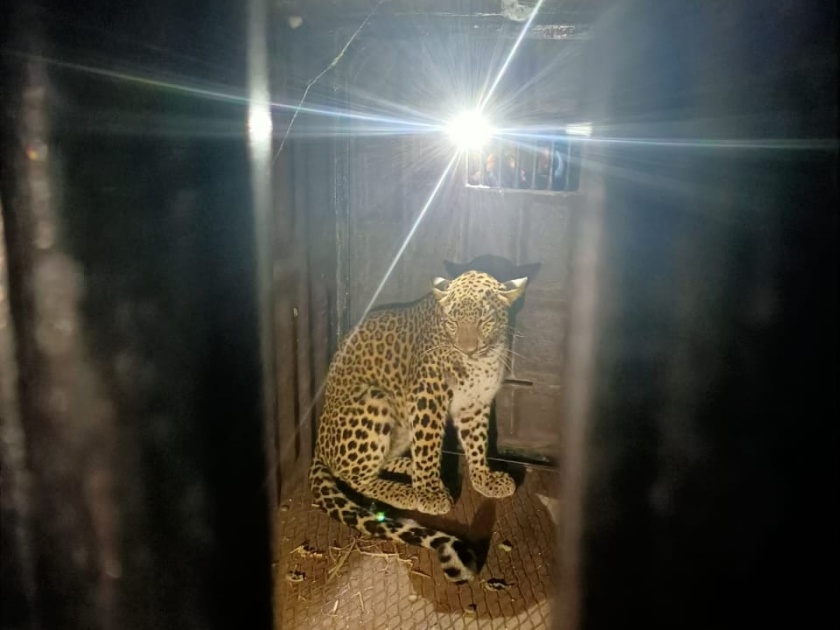 Finally the leopard got stuck in the cage | अखेर बिबट्या अडकला पिंजऱ्यात