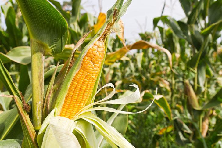 Agriculture accounts desperate ahead of maize military | मक्याच्या लष्करी अळीपुढे कृषी खाते हतबल