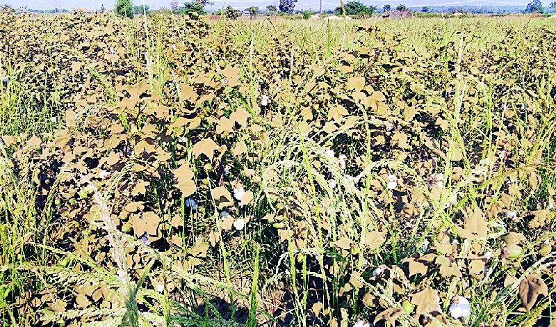 Due to the dirt, the crops have not blackened | मार्गावरील धुळीने पिके काळवंडली