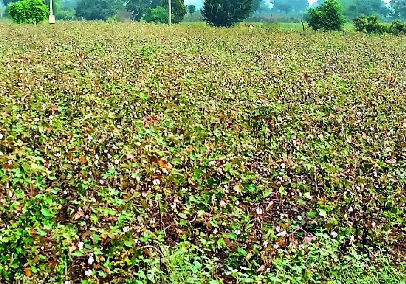 Farmers' inconvenience due to the decline in cotton production | कापूस उत्पादन घटल्याने शेतकरी अडचणीत