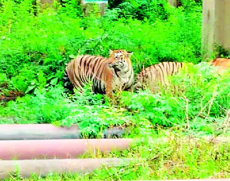Tiger resides in Chandrapur power station area | चंद्रपूर वीज केंद्र परिसरात वाघाचे वास्तव्य