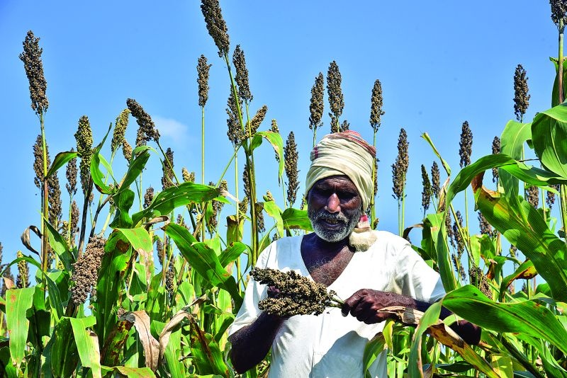 Crop loss Panchnama of 2.17 lakh farmers in Akola district! | अकोला जिल्ह्यात २.१७ लाख शेतकऱ्यांच्या पीक नुकसानाचे पंचनामे!