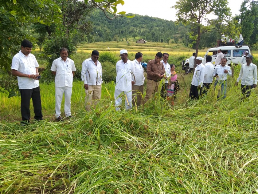 Thousands of hectares crop hit in Dindori | दिंडोरीत २० हजार हेक्टर पिकांना फटका