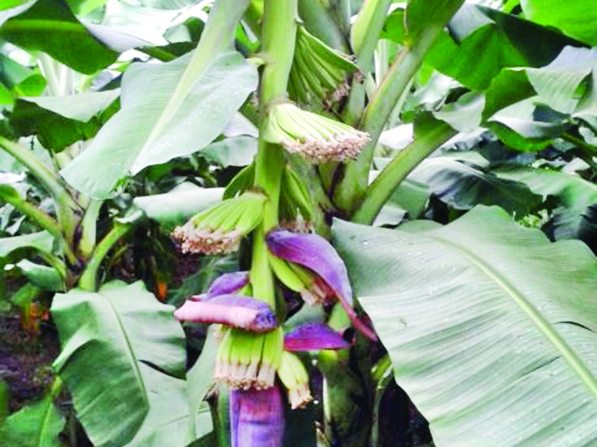 Ratnagiri: Use of five acres of banana plant, banana plantation | रत्नागिरी : पाच एकरवर फुलली केळीची बाग, धामणीतील शेतकऱ्यांचा प्रयोग