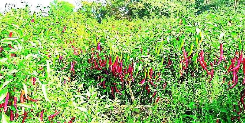 30 quintals of pepper per acre | एका एकरात ३० क्विंटल मिरची