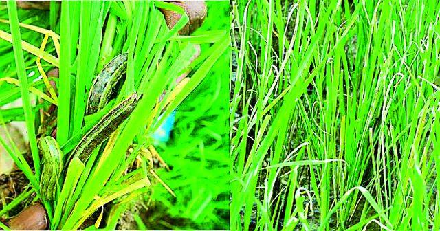 Get control of the paddy crop | धान पिकाच्या किडीवर नियंत्रण मिळवा