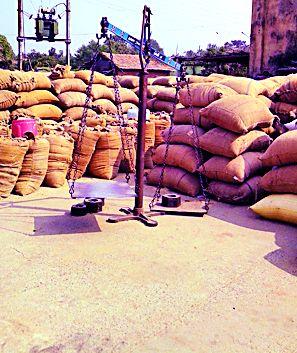 Paddy procurement reached 8 crores | धान खरेदी आठ कोटींवर पोहोचली