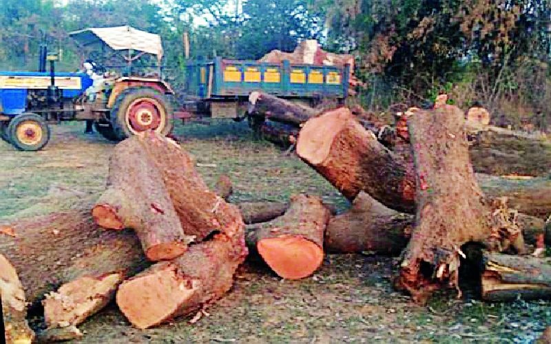 Jogisakhara tree illegally broken? | जोगीसाखरात वृक्षांची अवैध तोड?