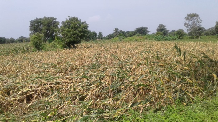 Loss of kharif crops; Victim of the victim ... | खरीप पिकांचे नुकसान; बळीराजा हवालदिल...