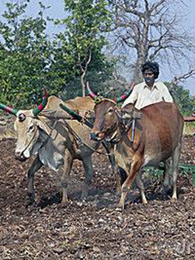 The sowing area will be doubled | रबीचे पेरणी क्षेत्र दुपटीने वाढणार